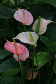 花烛