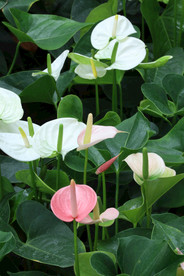 花烛