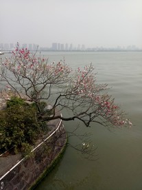 蠡园