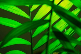 植物