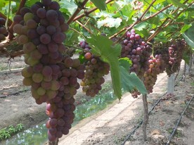 合肥大圩葡萄园采摘