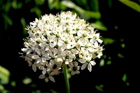 白色韭菜花