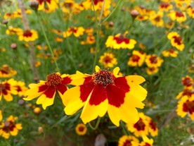 雪菊