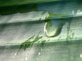 叶子上的水滴