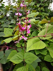 紫豆角