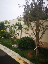 小区绿化庭院绿化