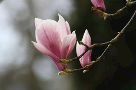 紫玉兰花