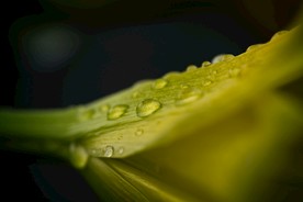 白露