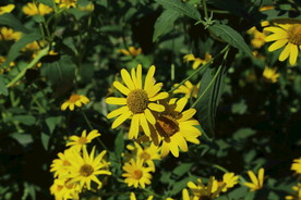 日光菊