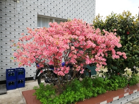 映山红