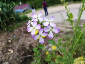 紫粉小花