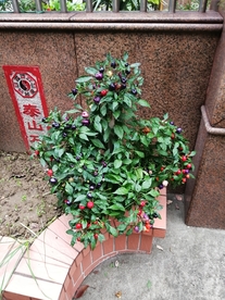 彩椒