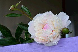 漂亮白色牡丹花朵