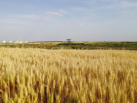小麦 麦地