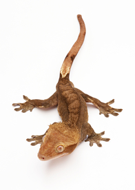 黄色的蜥蜴标本摄影