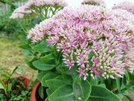 花簇