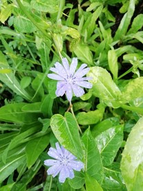 紫色野花