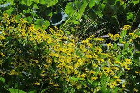 日光菊