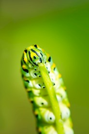 蝴蝶虫