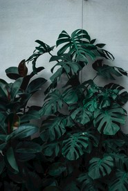 绿植摄影