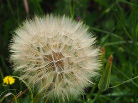 漂亮蒲公英花种子