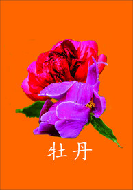 牡丹