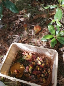 菌子