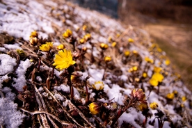 小黄花 雪米 雪花 微距