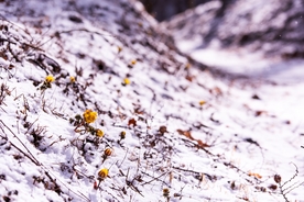 小黄花 雪米 雪花 微距