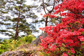 满山红