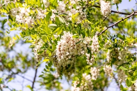 山荆子 山丁子 树花 树