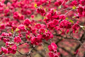 梅花 梅 重瓣榆叶梅 红叶碧桃