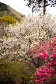樱花 樱花树 红色 粉红 山林