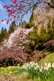 花园 樱花 樱花树 花朵 公园