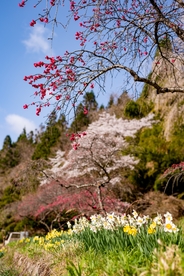 花园 樱花 樱花树 花朵 公园