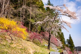 樱花 樱花树 公路 树