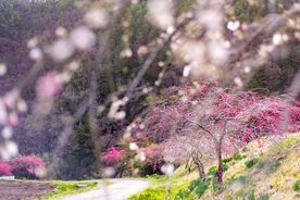 樱花 樱花树 公路