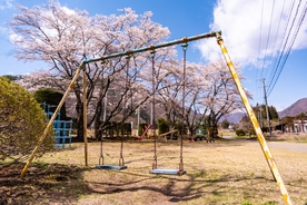 公园 樱花 樱花树 秋千