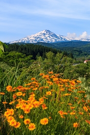 万寿菊 黄秋英 菊花 雪峰