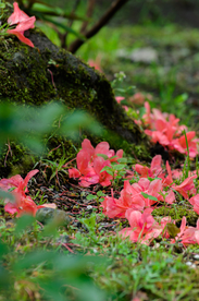 满山红 满山红花
