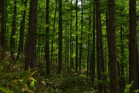 树林 寂静 恐惧