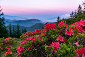 杜鹃 山脉 晨日 日出 云海