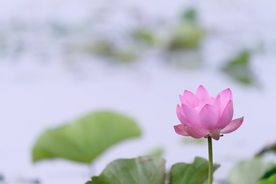 莲花 粉红 荷叶 绿色 植物