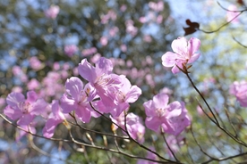 大岛樱 日本晚樱 樱花 樱花树