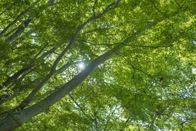 紫花枫 树叶 树林 阳光
