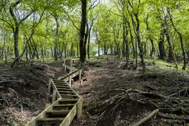 古道 深林 森林