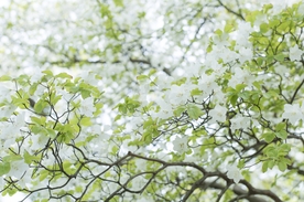 大岛樱 日本晚樱 樱花 樱花树