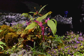 温室花卉