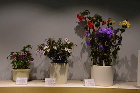 温室花卉