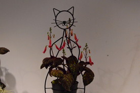 温室花卉